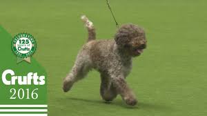 Since the 19th century it has been specifically bred to hunt the underground tuber known as the truffle. Best Of Breed Lagotto Romagnolo Crufts 2016 Youtube
