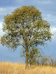 Image result for Faurea rochetiana