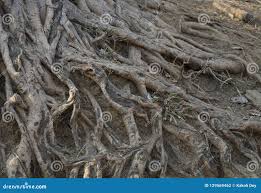 Image result for root-tail