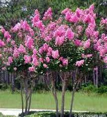 Lythraceae crape myrtle, crepe myrtle origin: Crepe Myrtle Lagerstroemia Indica Brenlissa Online Nursery