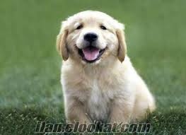 Ankara Golden Ucretsiz