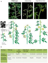 Jul 23, 2015 · if your tomato plants have 2 main stems (one is the norm), i would stop them at 5 trusses even if it means cutting the top trusses off. Genetic Regulation Of Shoot Architecture In Sympodial Tomato A Live Download Scientific Diagram