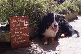 Edelrost Tafel Das Gluck Beginnt Garten Schild Spruch Hund Geschenk Text Hund Geschenke Hunde Schilder Mit Spruchen