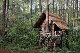 Terletak di kota pasuruan jawa timur, terdapat rumah pohon yang disebut rumah pohon taman dayu. 3 Penginapan Ala Rumah Pohon Di Tengah Hutan Kumparan Com