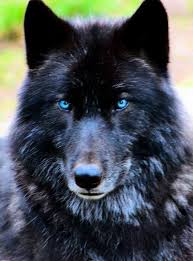Black And Grey Wolf With Blue Eyes Black Wolf With Blue Eyes Is There Such An Wolf Beautiful Anyway Wolf With Blue Eyes Wolf Dog Beautiful Wolves