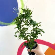 Image result for Aframomum polyanthum