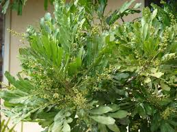 Image result for Filicium decipiens