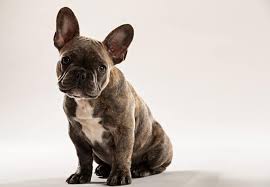 Find the perfect frenchton puppy for sale at puppyfind.com. Do You Want To Know What A Frenchton Dog Is K9 Web