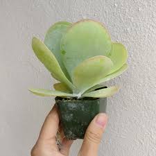 Kalanchoe Flapjacks Succulent In 2020 Succulents Paddle Plant Succulent Box