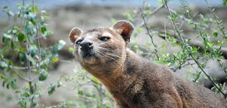 The term civet cat is commonly used to describe the asian palm civet (paradoxurus hermaphroditus). The Myth Of Kopi Luwak Do Civet Cats Make Better Coffee