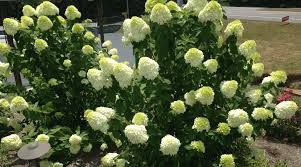 Check spelling or type a new query. Best Blooming Heat Tolerant Plants For East Tennessee Willow Ridge Garden Center Landscaping