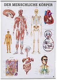 From wikimedia commons, the free media repository. Human Body Chart In German 70 X 100 Cm Rudiger Anatomie Gmbh Amazon De Business Industry Science