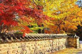 Download this korean golden leaves new year traditional background, korea, golden, leaf background image with 3543x4961 for free. Where To See Autumn Leaves In Korea 20 Fall Foliage Spots