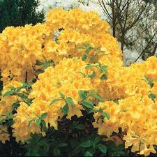 Buy Golden Lights Hardy Azalea At Spring Hill Nursery Spring Hill Nursery Garden Shrubs Azaleas