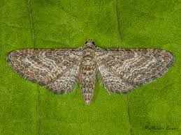 Image result for Eupithecia subumbrata