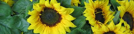 Abuzz with bees gathering nectar, sunflowers remain a favorite of birds and artists alike. How To Grow Sunflowers What To Avoid When Planting Sunflowers Flower Power