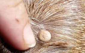 Image result for Tick Paralysis