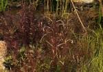 Image result for Rhamphicarpa brevipedicellata
