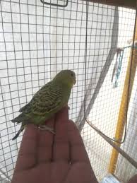 Breeders of merit are denoted by level in ascending order of: Https Imgur Com Gallery Oenipm1 Daily Https Imgur Com G7hqrmr Jpg 2018 05 30t18 00 09 819z Https Imgur Com Gallery Ea2azkq Daily Https Imgur Com Qhl60oy Jpg Miquelleto El Gato Obsessing Over My Friend S Smell Bagheera Is Apparently Not