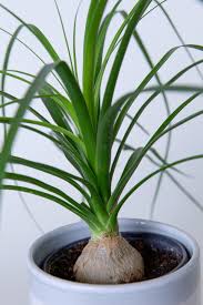 Image result for Beaucarnea recurvata