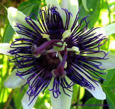 Passiflora Aka Passion Flower Passionflower Passion Vine Passionvine Indigo Dream I Passiflora Flower Garden Plants Strange Flowers Flowers Perennials