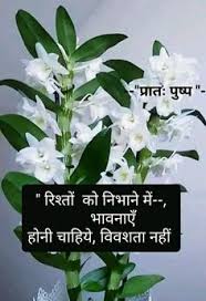 Good morning images in hindi | हिंदी गुड मॉर्निंग इमेजिस, wallpaper, photos for whatsapp, get the best hindi good morning images & good morning quotes hindi. 440 Flowers Ideas Good Morning Images Good Morning Quotes Morning Images