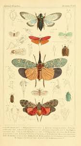 Random Art Botanical Illustration Insect Art