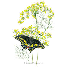 This is when the leaves contain the highest concentration of oils. Bouquet Dill Seeds Herbs Botanical Interests
