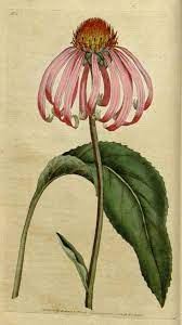Botanical Prints French Painting Floral Wall Art Flower Etsy In 2020 Botanical Art Prints Botanical Drawings Botanical Illustration