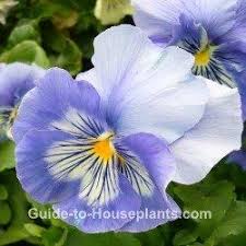 Pin On Gardening Yard And Houseplants