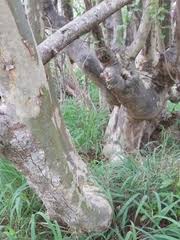 Image result for Sterculia subviolacea