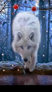 Black And White Wolf Tattoo With Blue Eyes White Wolf With Blue Eyes Google Search Wolf With Blue Eyes Anime Wolf Beautiful Wolves
