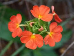 Image result for Crossandra greenstockii