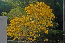 That way the garden is always alive and different with something new to see and enjoy. Flowering Trees Benweb 3 2