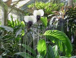 Selby Garden Orchids Beautiful Gardens Orchids Botanical Gardens