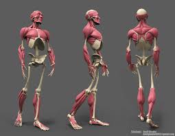 Artstation Students Work Vijay Pratap Singh Human Anatomy Art Human Anatomy Human Anatomy For Artists