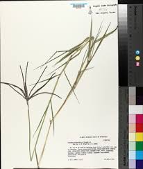 Image result for Cynodon nlemfuensis