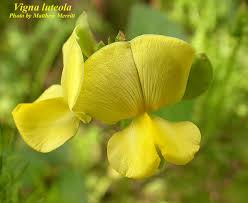 Image result for Vigna luteola