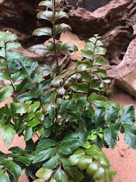 Image result for Didymochlaena