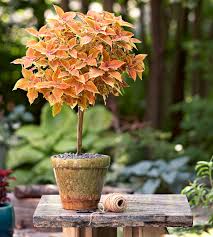 A dash of manicured charm. How To Make A Topiary For Your Garden Better Homes Gardens