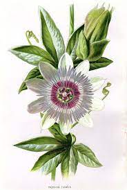 Botanical Prints Google Search Flower Prints Art Flower Drawing Flower Art