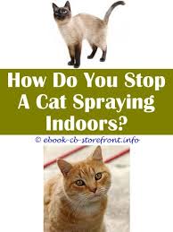 10 Amazing Unique Ideas Will A Male Cat Still Spray After Being Fixed Reviews Sentry Purrscriptions Plus Flea Tick Cat Spray Arm And Hammer Aerosol Sensible