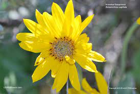 Check spelling or type a new query. Us Wildflower S Database Of Yellow Wildflowers For California