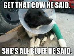 Pin By Lou Purchase On Cowboy Memes Rants Dog Quotes Herding Dogs Cowboys Memes