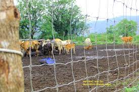 Lembu examples of translating «daging lembu» in context Kandang Lembu In English Malaytata