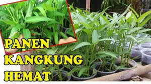Tis Cara Mudah Panen Kangkung Cepat Berlipat Semai Tanam Poc Harvest Kangkung Panen Tanaman