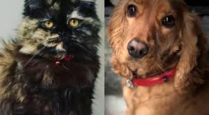 Petshop Larda Artik Kedi Ve Kopek Satilmayacak Gundem Gercek Haberci