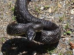 Black Snake Diet Ehow Rat Snake Snake Black Rat