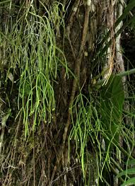 Image result for Rhipsalis baccifera