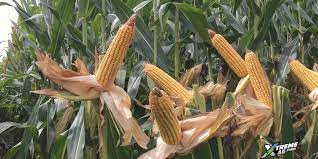 This is after the seedpods are developed. 300 Bpa Corn In Challenging Soil Conditions